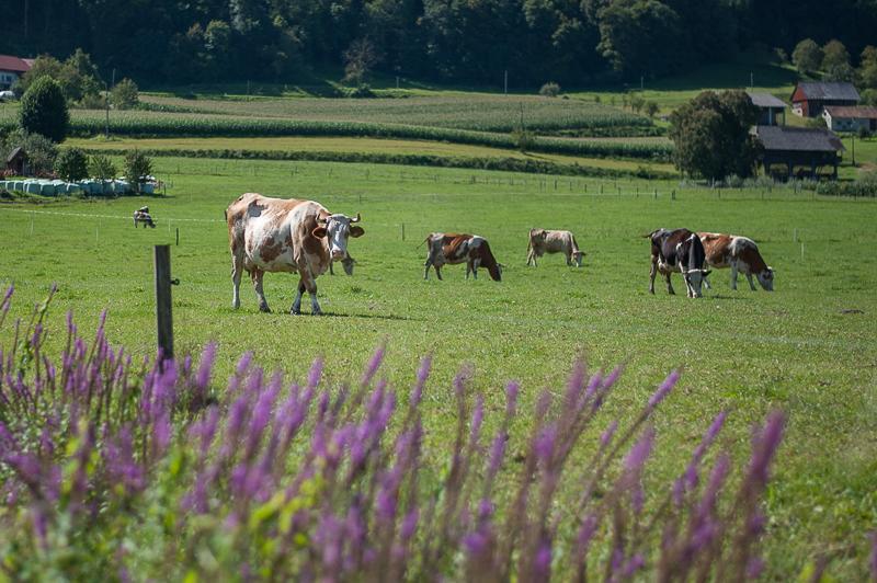 Farm Stay Kramer Bistrica ob Sotli Exterior foto